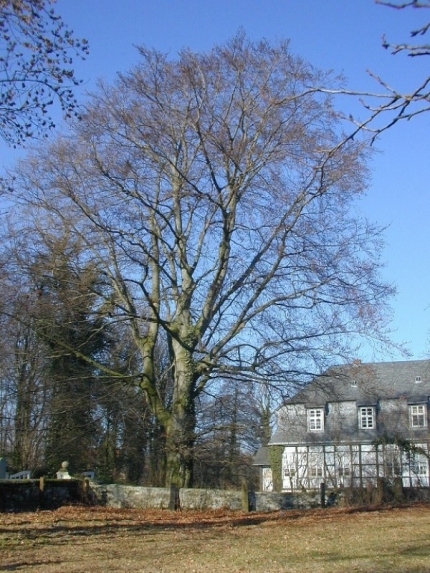 Bild 2 von Rotbuche am Schloß Marienloh